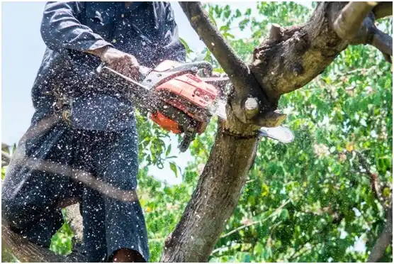 tree services The Colony